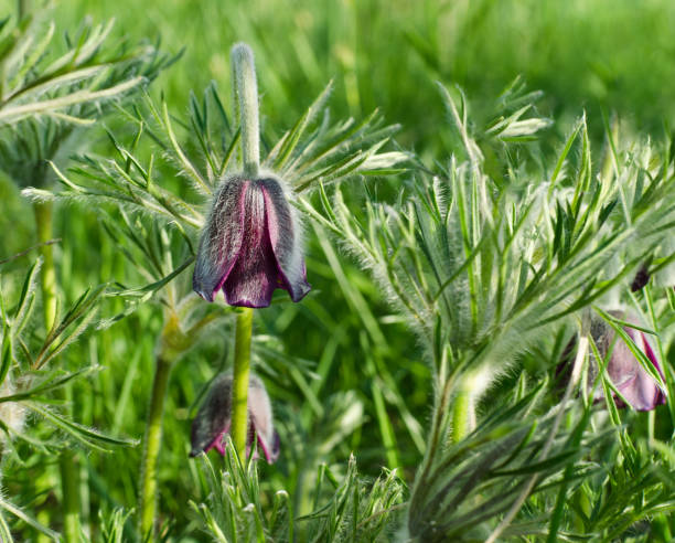 Purple Pulsatilla pratensis flower Blooming plant Pulsatilla pratensis. Purple bud petals close-up on a background of green grass. Natural background with copy space pulsatilla pratensis stock pictures, royalty-free photos & images