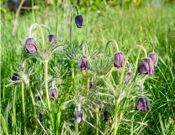 Blooming wild plant Pulsatilla pratensis. Purple Pulsatilla pratensis flowers in green grass. Close-up of plant flowers. Natural background with copyright. pulsatilla pratensis stock pictures, royalty-free photos & images