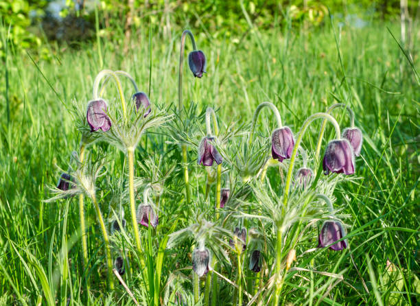 Wild plant Pulsatilla pratensis. Purple Pulsatilla pratensis flowers in green grass. Close-up of plant flowers. Natural background with copyright. pulsatilla pratensis stock pictures, royalty-free photos & images