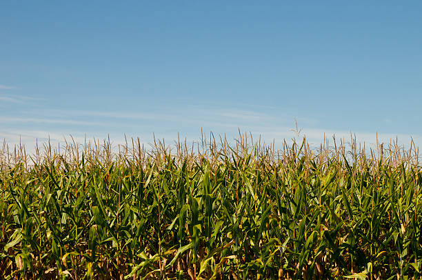 istock Flowering Tops of Corn Stalks 182700704
