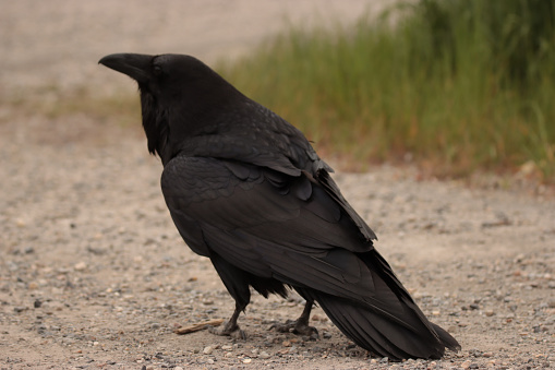Close up of raven on pavement