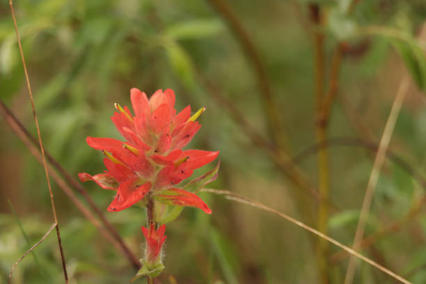 Indian Paintbrush (Castilleja), Pecos Wilderness, Santa Fe National Forest, New Mexico