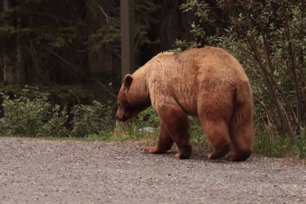 istock Grizzly Walking on the Road 1827007538