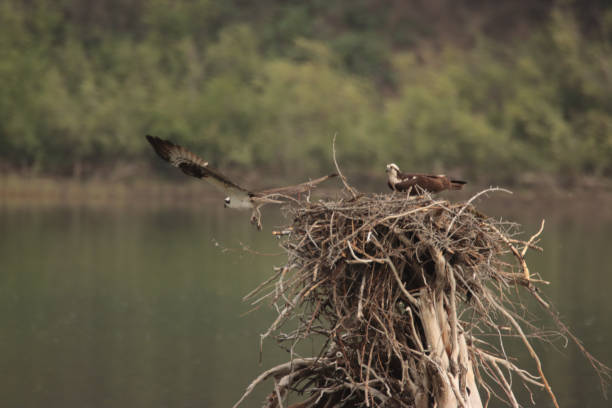 둥지를 떠나는 오스프리 - birds nest animal nest leaving empty 뉴스 사진 이미지