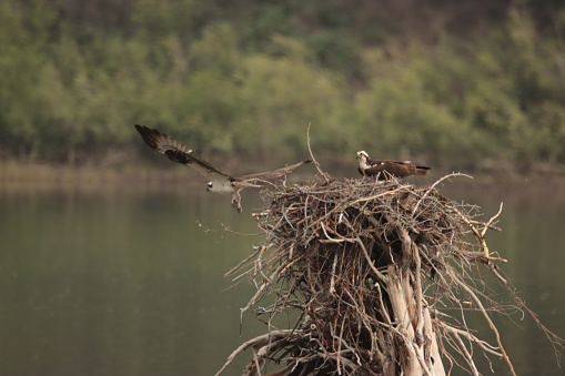 Osprey flying away from the nest
