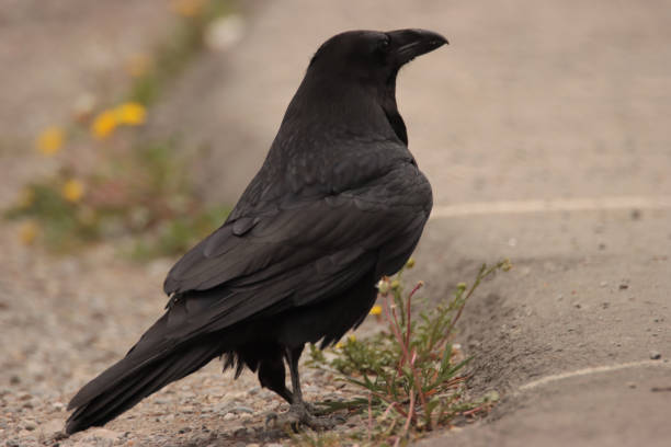istock Raven Looking off in the Distance 1827007556