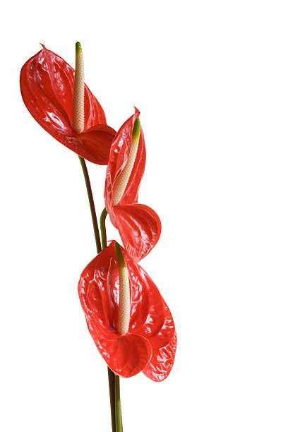 istock Red flowers on a white background. 182700866