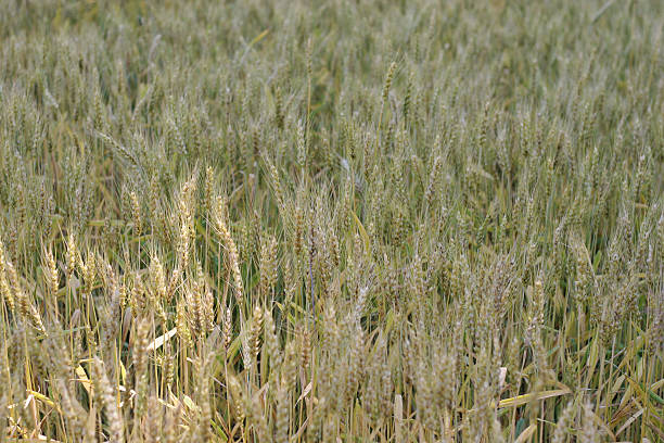 пшеничное поле - genetic research rural scene wheat photosynthesis стоковые фото и изображения