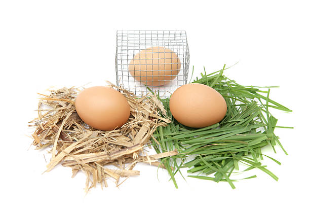 Egg Choices "Eggs in a cage, on straw and on grass, representing the various laying conditions within the poultry industry. Isolated on white." battery hen stock pictures, royalty-free photos & images
