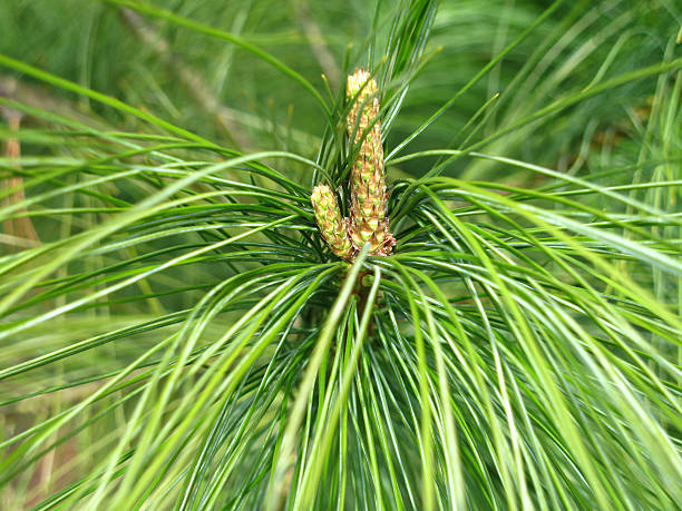 Pine Tree "Pine Tree (Pinus wallichiana, Himalaja-Kiefer, Tr" pinus wallichiana stock pictures, royalty-free photos & images