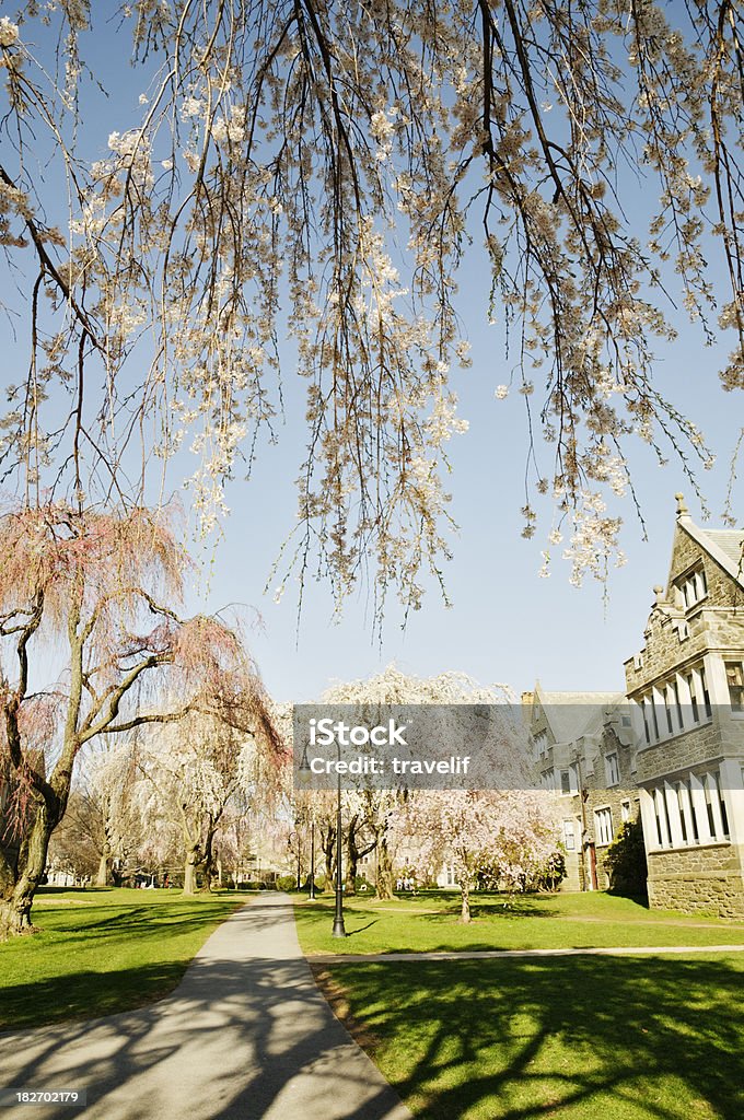 campus universitario in primavera - Foto stock royalty-free di Albero
