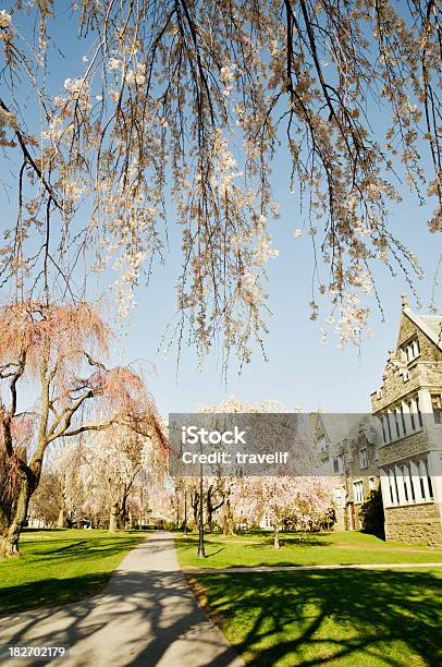 Campus Universitario In Primavera - Fotografie stock e altre immagini di Albero - Albero, Ambientazione esterna, Ambiente