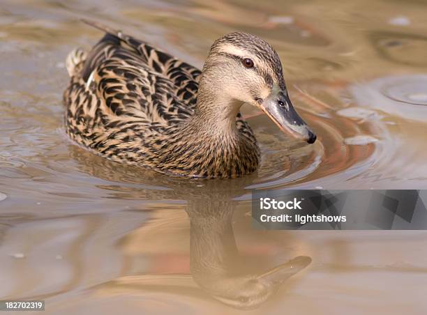 Anatra - Fotografie stock e altre immagini di Acqua - Acqua, Anatra - Uccello acquatico, Animale