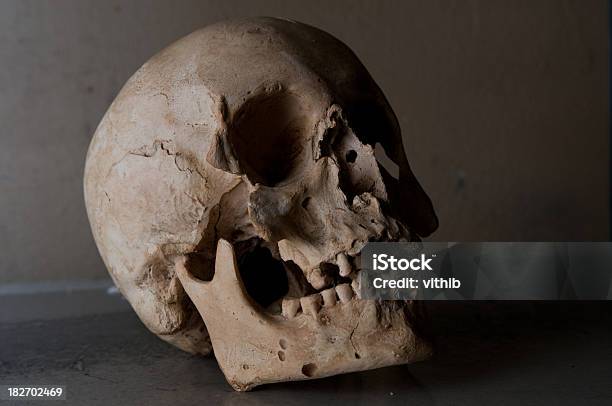 Czaszka Człowieka - zdjęcia stockowe i więcej obrazów Anatomia człowieka - Anatomia człowieka, Archeologia, Badanie lekarskie