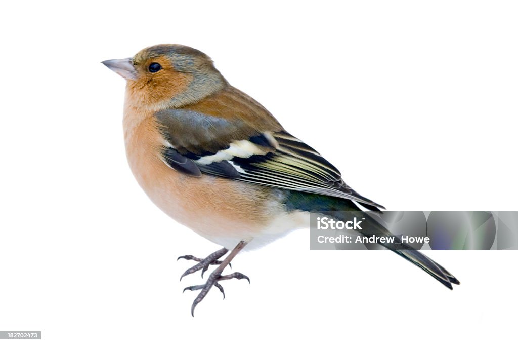 Pinson des arbres (Fringilla coelebs) - Photo de Animal mâle libre de droits