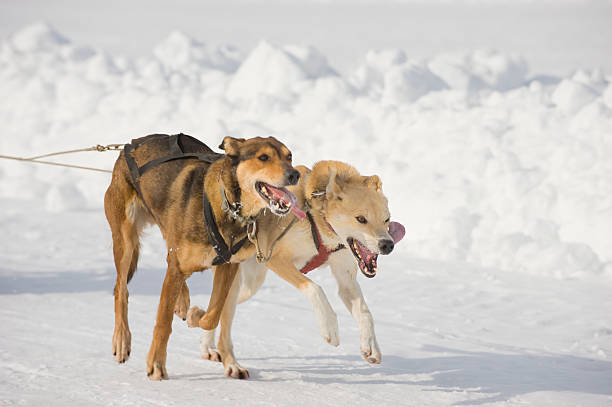Pair of Sled Dogs Racing, Yellowknife. Lead dogs in a dogsled race are caught at full run, working as a team. Image on Great Slave Lake in Canada's Arctic.  Click to view similar images. great slave lake stock pictures, royalty-free photos & images