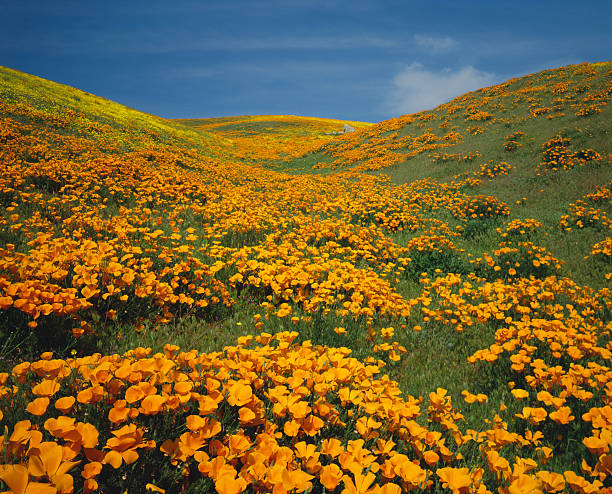 istock California Golden Poppies 182702500