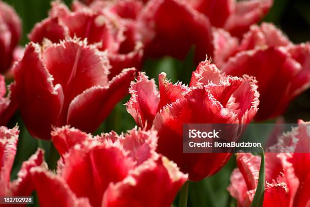 Red Tulips Stock Photo - Download Image Now - Keukenhof Gardens, Netherlands, Beauty
