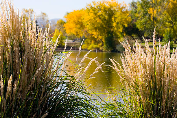 Beautiful autumn scene of a lake in historic Arvada Colorado Beautiful autumn scene of a lake in historic Arvada Colorado.   arcada stock pictures, royalty-free photos & images