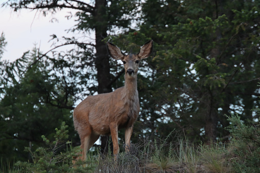 Alert Mule Deer on a hill
