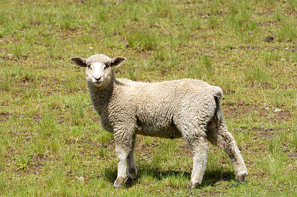 istock Small sheep grazing on grassy plains 182703115