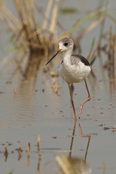 istock Black-winged stilt with a long beak and legs standing in shallow water 1827031868