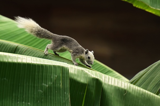 A Finlayson's squirrel perched atop a lush banana tree leaf, looking towards the viewer with a look of curiosity