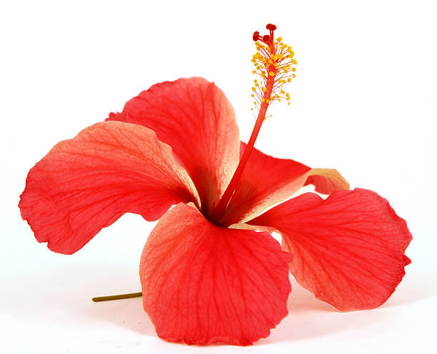 Closeup of red hibiscus on white background A single red hibiscus. hibiscus stock pictures, royalty-free photos & images