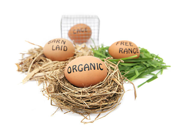 istock Organic, Barn Laid, Free Range and Cage Eggs 182703315