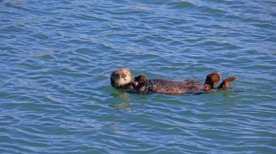 Sea otter floating on it back at Morro Bay, California