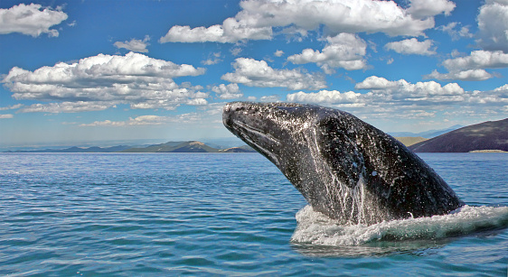 California gray whale breaks the surface just off the coast