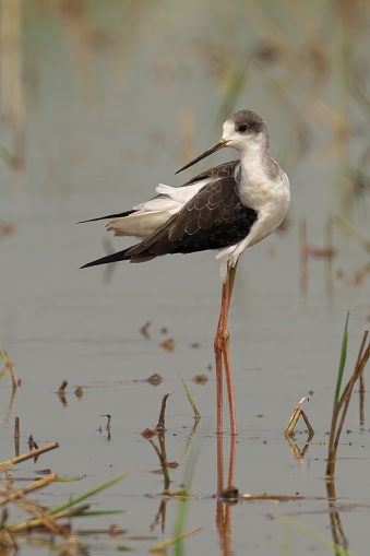 A black-winged stilt wading in a shallow body of water