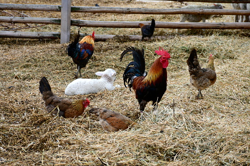A close up on a group of hens, chickens, ducks, drakes, and sheep grazing, looking for food and relaxing next to a wooden pen covered with hay located next to some dirt path and wooden huts in Poland