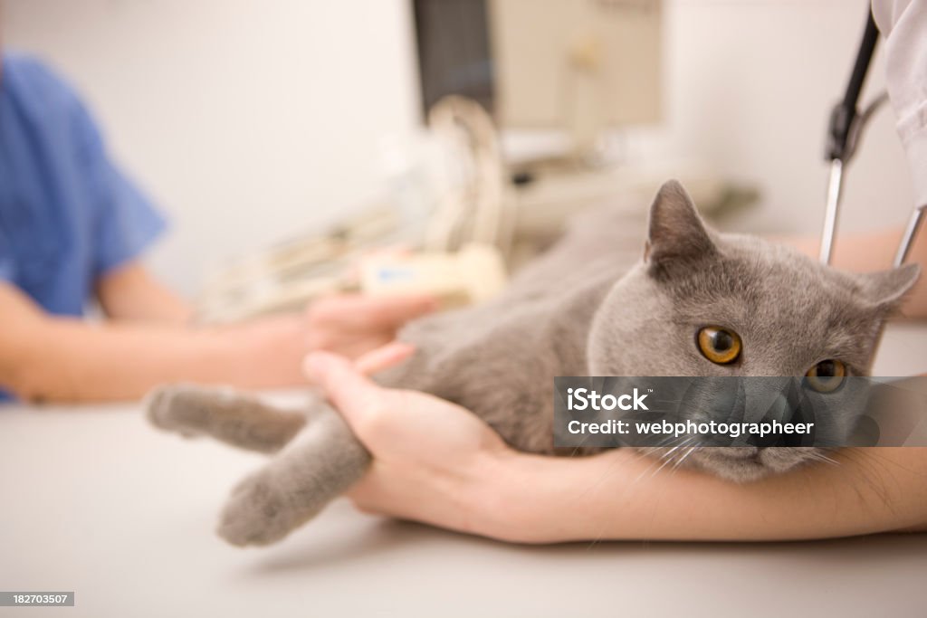 Cat en veterinario - Foto de stock de Gato doméstico libre de derechos