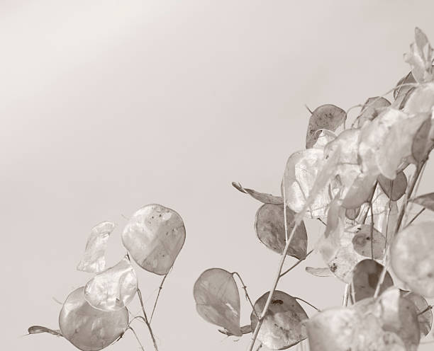 I took this photograph of a Sunflower that I was growing right before it started to produce a flower. This photograph reminds me that there is beauty in all stages of growth. I made this a black and white image to add more white space to the photo.