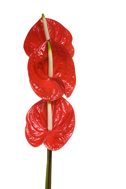 istock Red flowers on a white background. 182703605