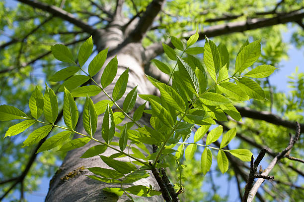 Tree Ash tree. To see more Leaves images click on the link below: ash tree stock pictures, royalty-free photos & images