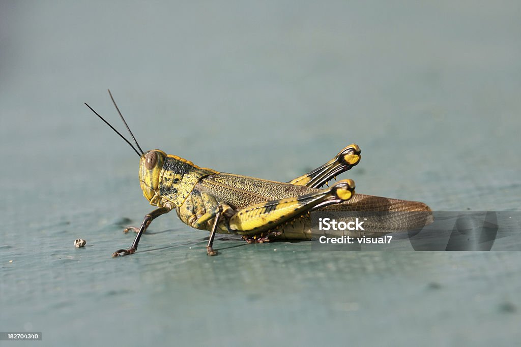 Gafanhoto, locust - Foto de stock de Animal royalty-free