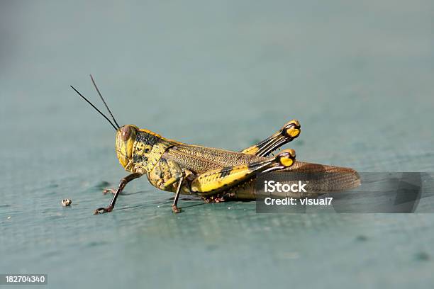 Foto de Gafanhoto Locust e mais fotos de stock de Animal - Animal, Antena - Parte do corpo animal, Artrópode