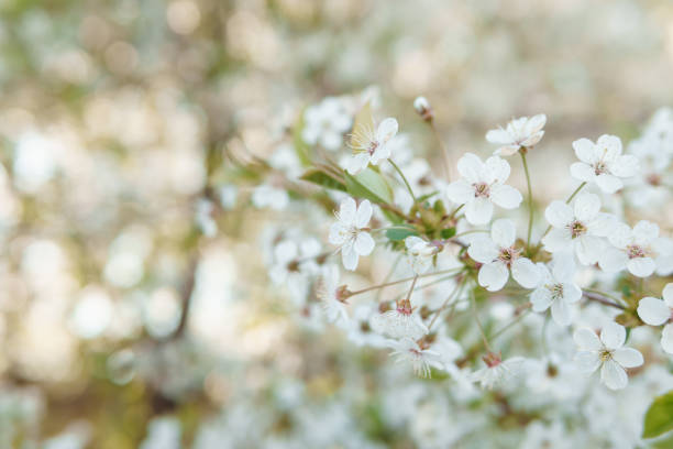 istock Blooming cherry branches with white flowers close-up, background of spring nature. Macro image of vegetation, close-up with depth of field. 1827045326