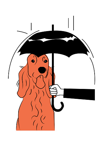 Caring For A Stray Irish Setter Dog By Protecting With An Umbrella From Rain, Adopting, and Fostering a Homeless Animal, Animal Rescue