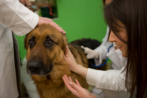 istock Vet examinig a dog 182704552