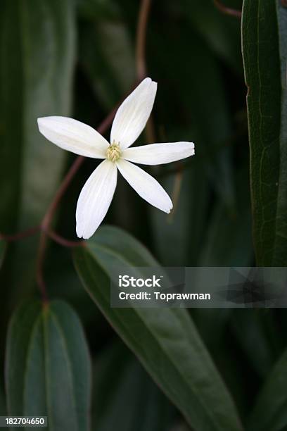 Armandii Clematite - Fotografias de stock e mais imagens de Branco - Branco, Clematite, Cabeça de Flor