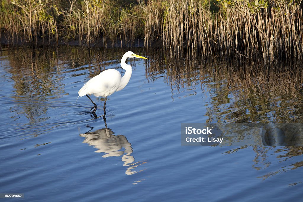 Grande aigrette - Photo de Aigrette libre de droits