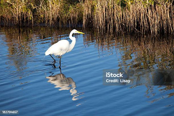 Foto de Garçabrancagrande e mais fotos de stock de Andar - Andar, Animais caçando, Animal