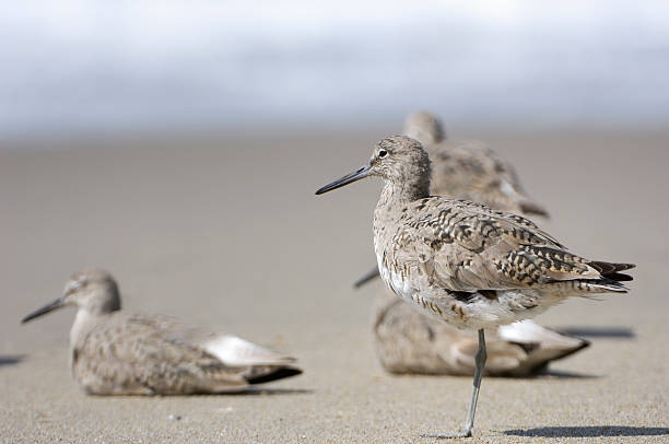 istock Sandpiper Birds on Pacific Coast Beach 182704673