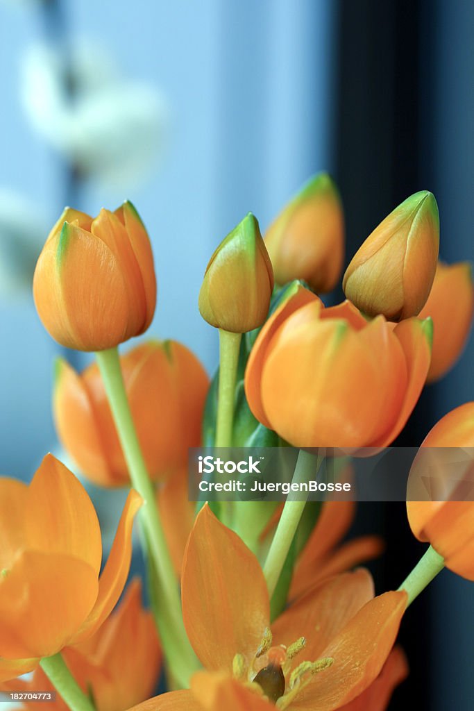 Orange lily Nahaufnahme-ornithogalum dubium - Lizenzfrei Bildschärfe Stock-Foto