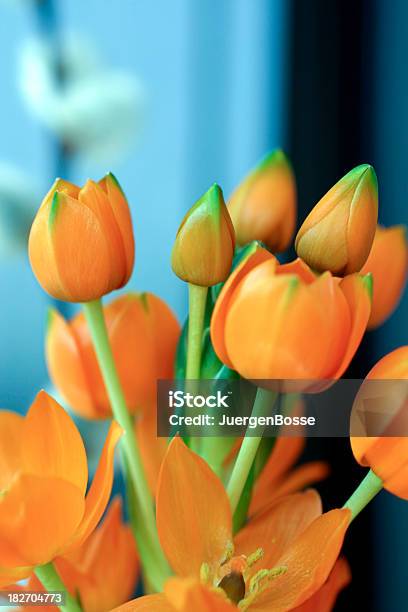 Orange Lily Nahaufnahmeornithogalum Dubium Stockfoto und mehr Bilder von Bildschärfe - Bildschärfe, Blume, Extreme Nahaufnahme
