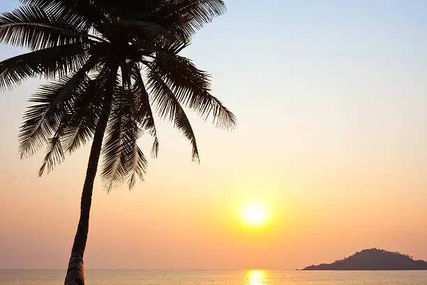 Photo of Palm & Sunset