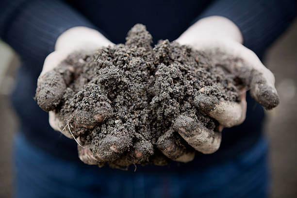 istock Gardener's Hands Holding Soil 182704898
